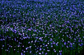 Field of Linum usitatissimum (flax) in Normandy, France