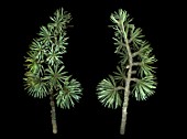 Cedrus sp. (Cedar) branches on black background