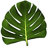 Philodendron leaf on white background