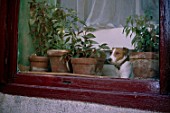 Dog behind a window with containers, France