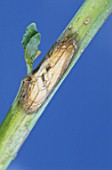 Damage by Phoma to stem of Brassica napus