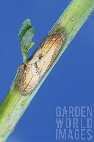 Damage_by_Phoma_to_stem_of_Brassica_napus