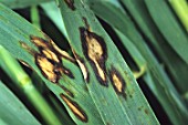 Leaf blotch caused by Rhynchosporium secalis to Hordeum vulgare (Barley)