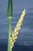 Root rot damage to ear of Triticum aestivum (Common wheat)