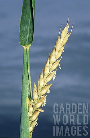 Root_rot_damage_to_ear_of_Triticum_aestivum_Common_wheat