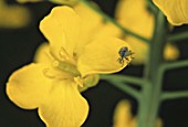 Ceutorhynchus obstrictus (cabbage seed pod weevil) on Brassica napus