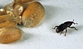 Damages of Sitophilus granarius (grain weevil) on a stock of cereals, France