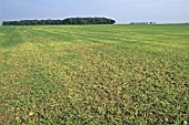 Hordeum vulgare (barley field) browned by sun