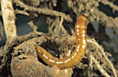 Wireworm parasitizing an ear of corn (Zea mays)