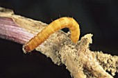 Wireworm parasitizing an ear of corn (Zea mays)