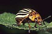 Leptinotarsa decemlineata (Colorado potato beetle)