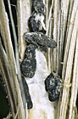 Sclerotinia on stem of Brassica napus