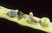 Ceutorhynchus obstrictus (cabbage seed pod weevil) larvae on Brassica napus