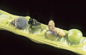 Ceutorhynchus obstrictus (cabbage seed pod weevil) larvae on Brassica napus