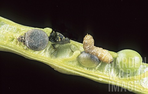 Ceutorhynchus_obstrictus_cabbage_seed_pod_weevil_larvae_on_Brassica_napus