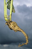 Clubroot on a root of Brassica napus
