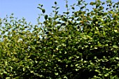 Foliage of Carpinus betulus