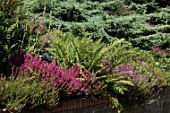 Association of ferns and heathers  -
