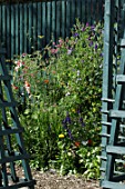 Wild border of Lathyrus odoratus (Sweet peas)