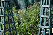 Wild border of Lathyrus odoratus (Sweet peas)