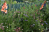 Wild border with Gladiolus  in front of wooden fencing