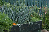 Allium porrum (Leeks) in a kitchen garden-  -  -