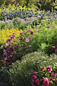 Cosmos in a coloured border, Floor Castle, Scotland