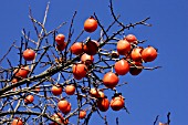 Diospyros kaki (Persimmon) in December Provence, France