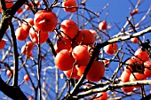 Diospyros kaki (Persimmon) in December Provence, France