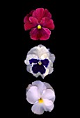 Viola tricolor hortensis