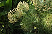 Backlit Cyperus papyrus