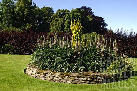 Elevated_border_of_Acanthus_in_the_middle_of_a_lawn