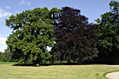 Castanea sativa (Chestnut) and Fagus sylvatica (copper-birch)