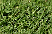 Close-up of lawn