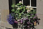 Windowbox of Pelargonium and Lobelia -  -  -