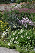 Agapanthus (white in border)