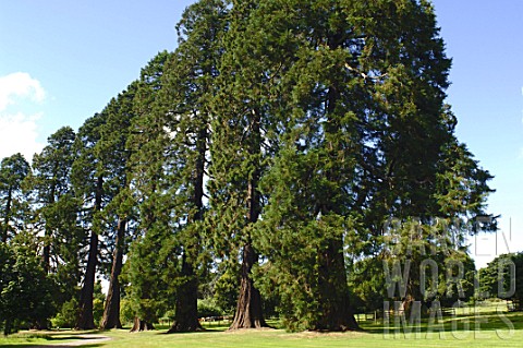 Row_of_Sequoiadendron_giganteum_Giant_Redwood