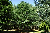 Cedrus atlantica (African cedar)