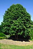 Corylus colurna (Turkish hazelnut)