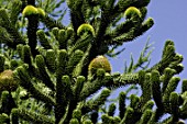 Close up of Araucaria sp.