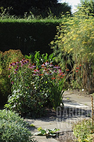 Echinacea_and_Foeniculum_Fennel_in_garden