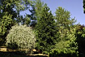 Salix and Araucaria  -  -  -