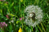 Seedhead of Taraxacum officinale (dandelion)