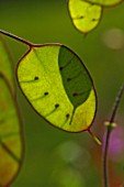 Lunaria annua