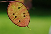 Lunaria annua