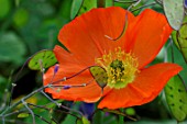 Papaver nudicaule
