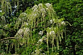 Wisteria floribunda Alba