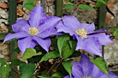 Clematis Ken Donson