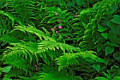 Foliage of Fern