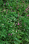 Wild flowers on slope